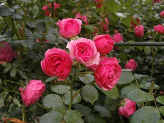 Lyrik im Rosengarten